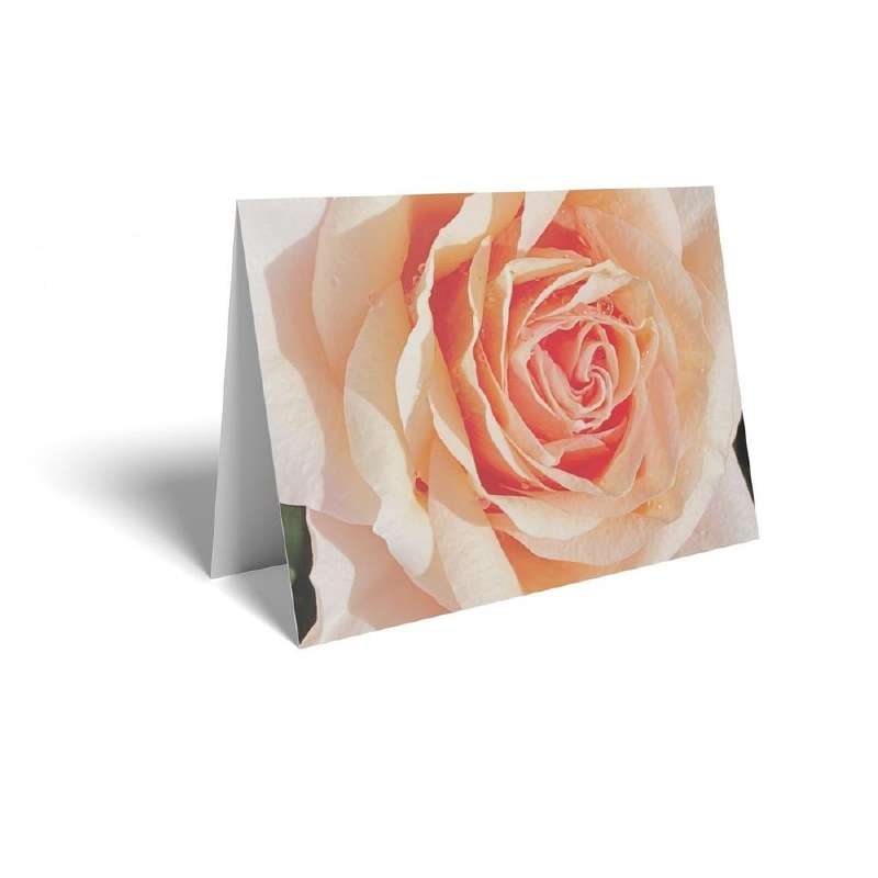 Picture of Florist folding gift cards x 25 Peach