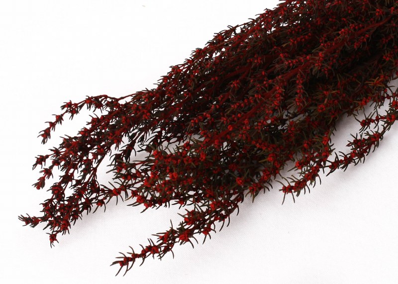 Dried Grabia Red 75g
