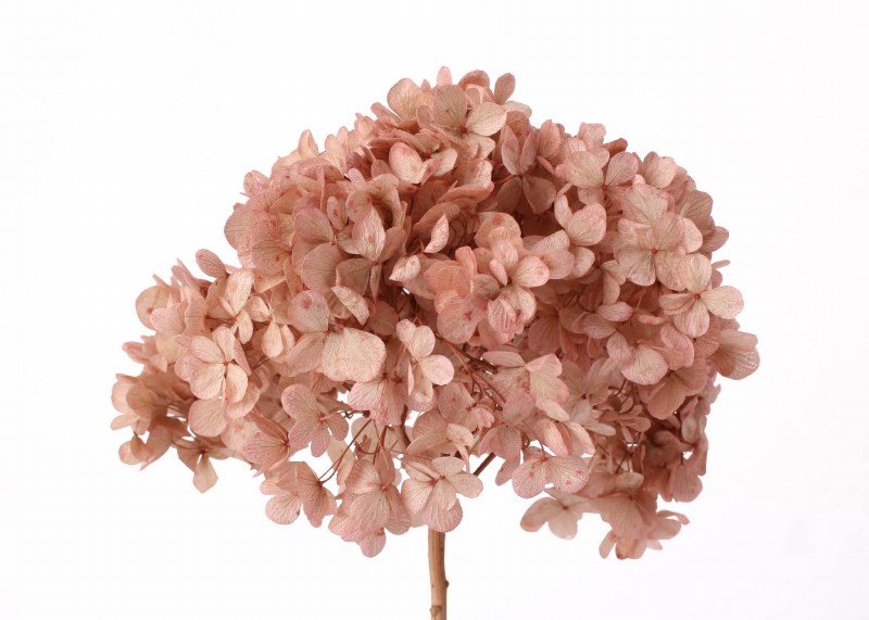 Preserved Hydrangea Rose 15cm