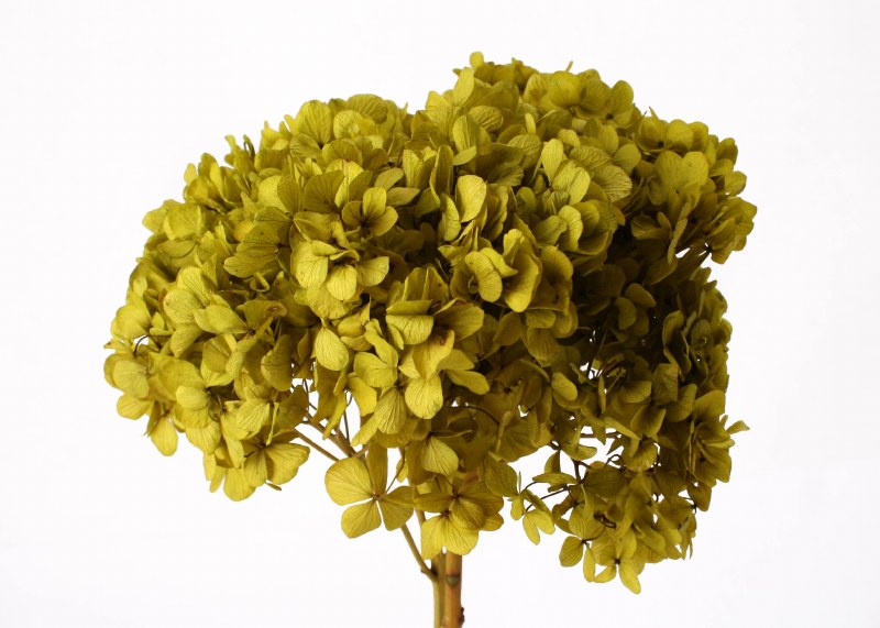 Preserved Hydrangea Basil 15cm