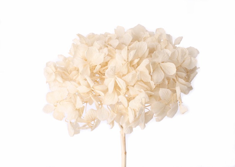 Preserved Hydrangea Bleached 15cm