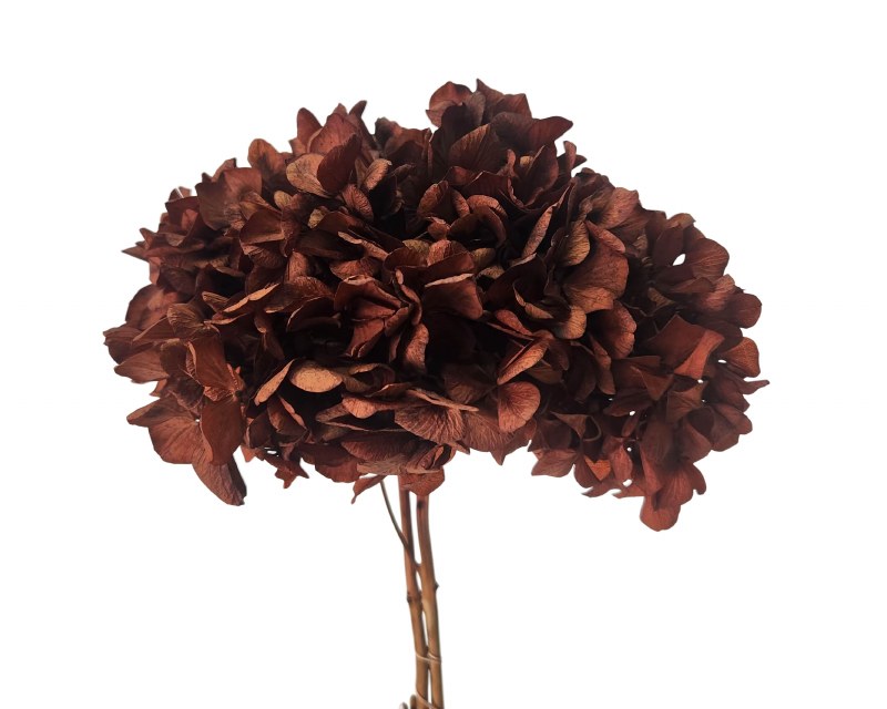 Preserved Hydrangea Brown 15cm