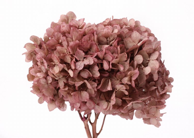 Preserved Hydrangea Erika 15cm