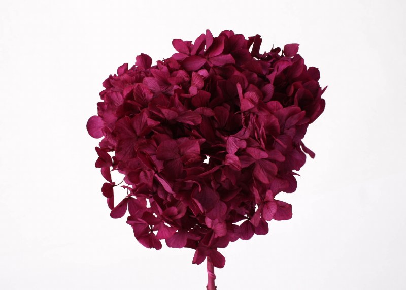 Preserved Hydrangea Merlot 15cm