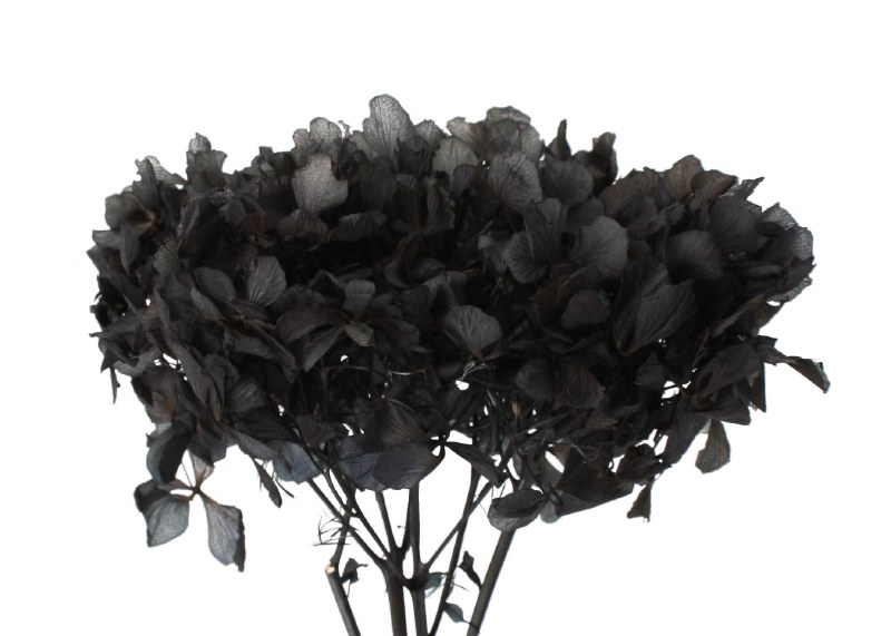 Preserved Hydrangea Black 15cm