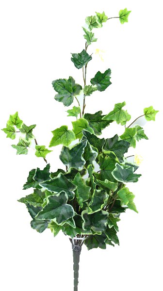 Varigated ivy bunch x 78 leaves