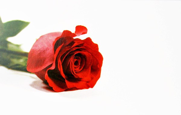 Florist Cards Small x 50pcs