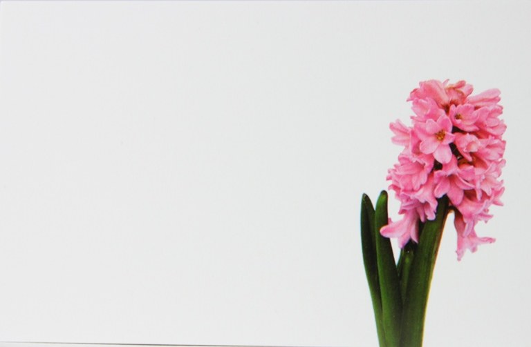 Florist Cards Small Pink Hyacinth x 50pcs