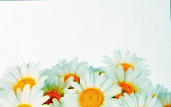 Florist Cards Small Daisy x 50pcs