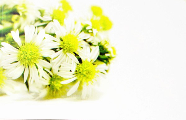 Florist Cards Small Wild Daisy x 50pcs