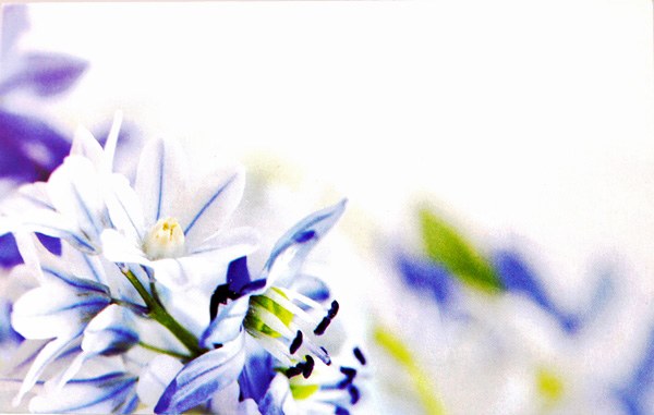 Florist Cards Small Blue x 50pcs