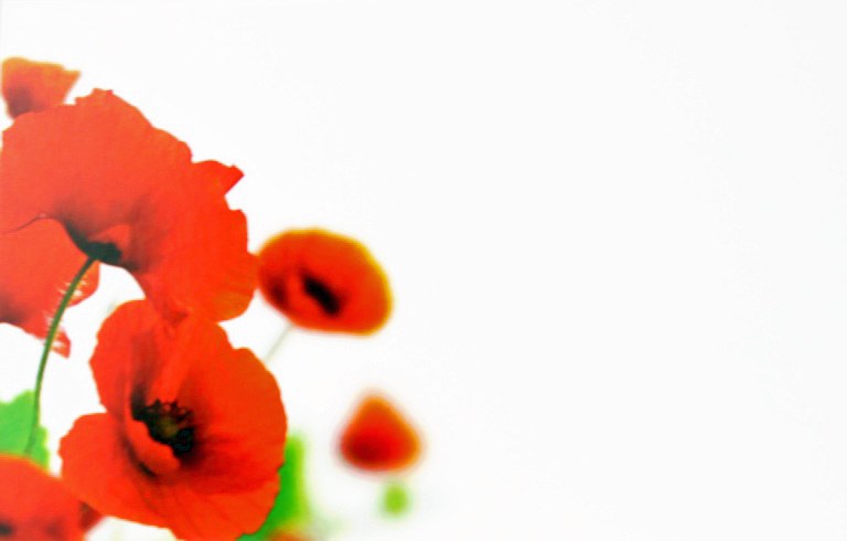 Florist Cards Small Poppy Red x 50pcs