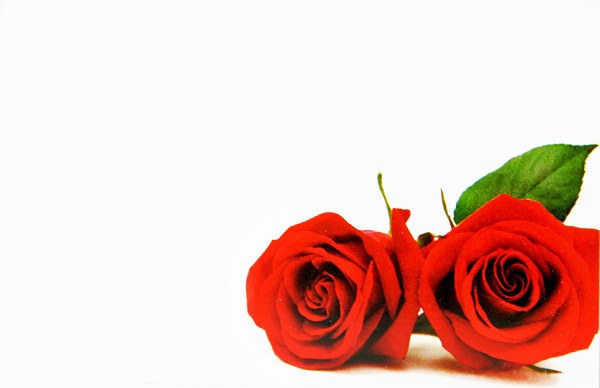Florist Cards Small Red Rose x 50pcs