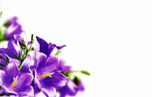 Florist Cards Small Purple x 50pcs