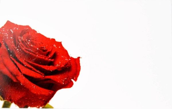 Florist Crads Small Rose x 50pcs