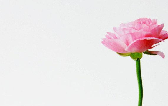 Florist Cards Small Pink Carnation x 50pcs