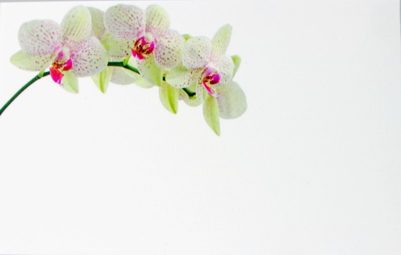 Florist Crads Small Orchid x 50pcs