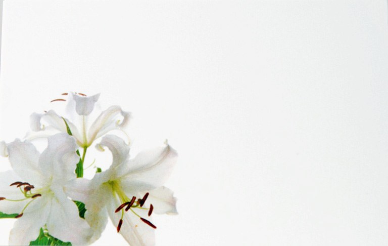 Florist Gift Cards Small x 50pcs