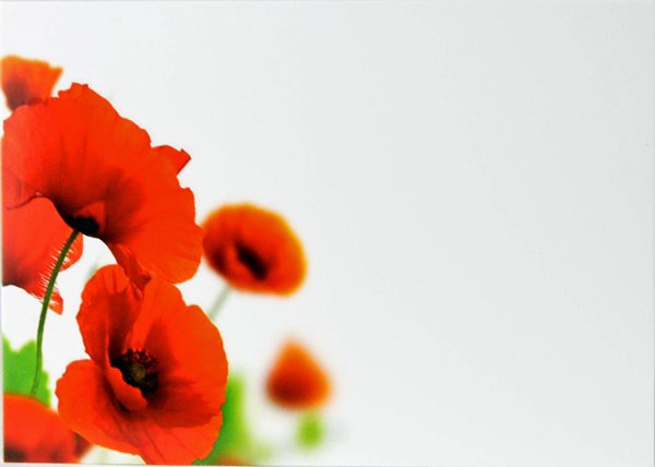 Florist Cards Large Poppy x 9pcs