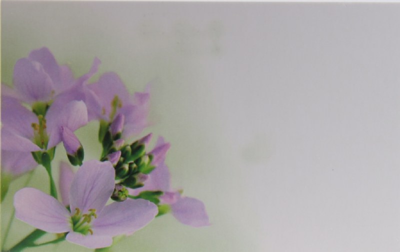 Picture of Florist Cards Small Lilac x 50