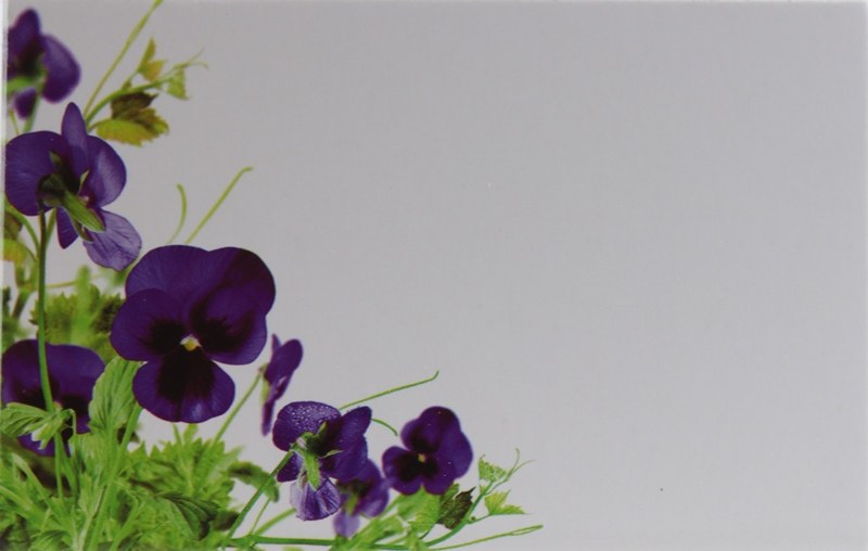 Picture of Florist Cards Small Violets x 50