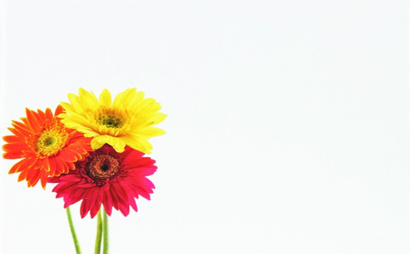 Florist Cards Small Gerbera x 50pcs
