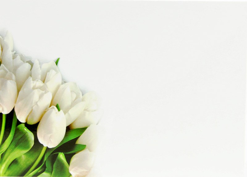 Florist Gift Cards Large White Tulip x 9pcs