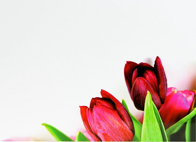 Florist Gift Cards Large Tulip x 9pcs
