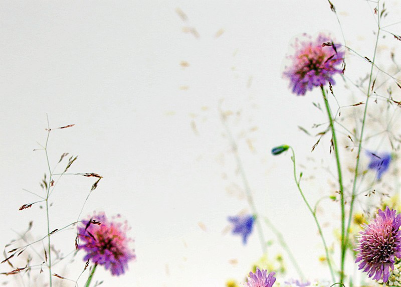 Florist Gift Cards Large Wild Flower x 9pcs
