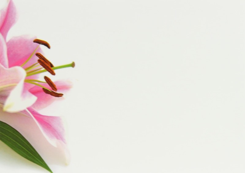 Florist Card Large Pink Lily x 9pcs