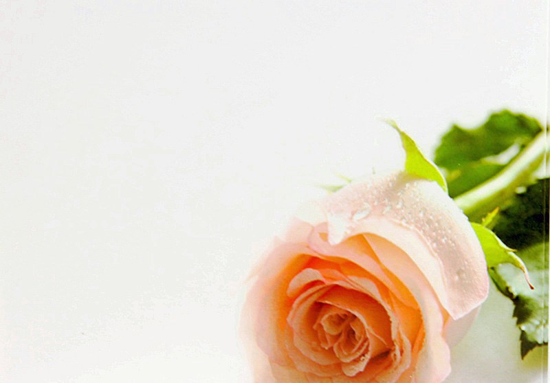 Florist Cards Blank Peach Rose Large x 9pcs