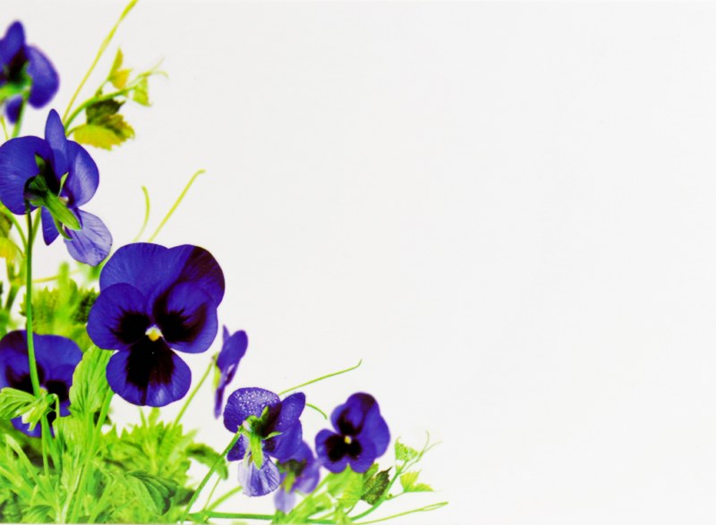 Florist Cards Large Violets x 9pcs