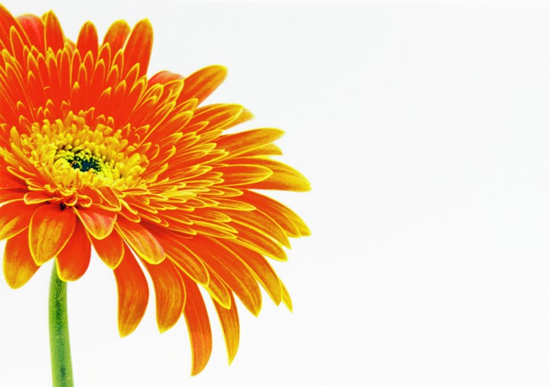 Florist Card Large Orange Gerbera x 9pcs