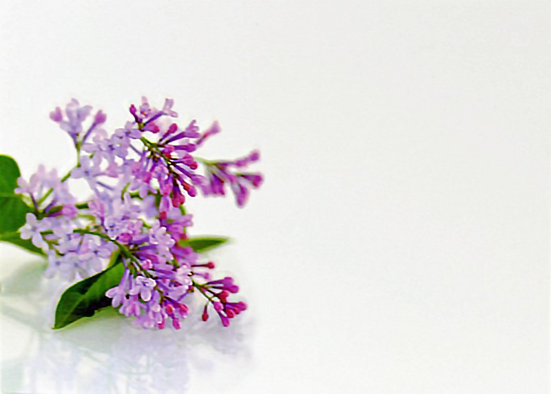 Florist Cards Large Lilac Blossom x 9pcs