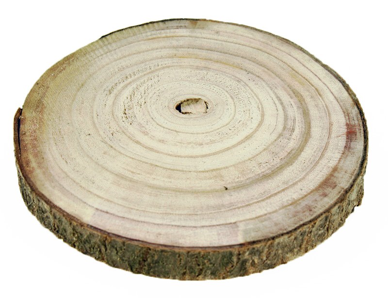 Picture of Wood Slice 24cm approx