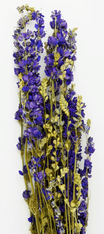 Delphinium Dried Blue