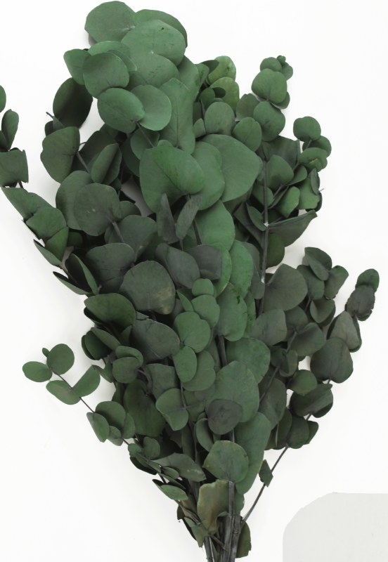 Picture of Eucalyptus Cinearea Green