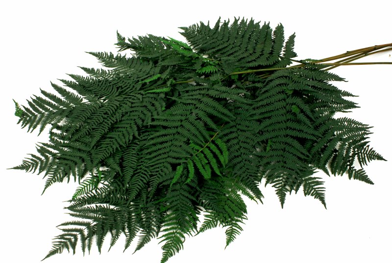 Picture of Preserved Large Green Fern x 5 Stems
