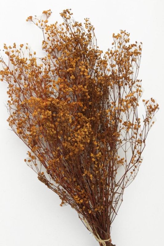 Preserved Gyp Terracotta 55g