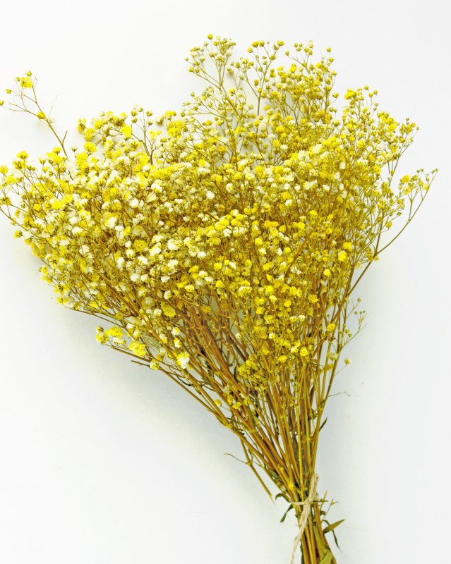 Preserved Gypsophelia Yellow/ White 55g