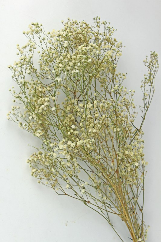 Picture of Preserved Gypsophelia White Mix 55gr