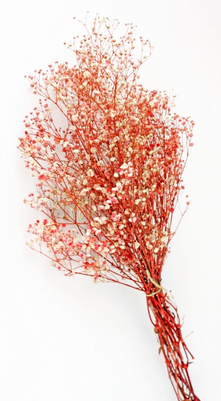 Picture of Preserved Gypsophelia Pink/ White Mix 55gr