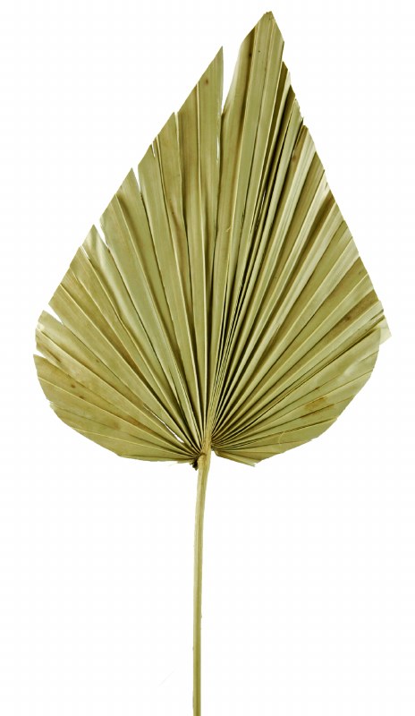 Picture of Kingspear Natural 1 Stem