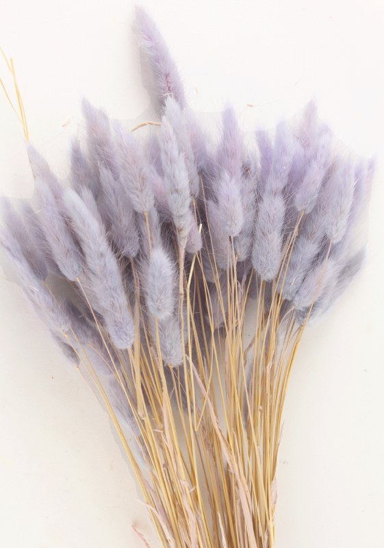 Picture of Lagurus Bundle Lavender 50g Approx