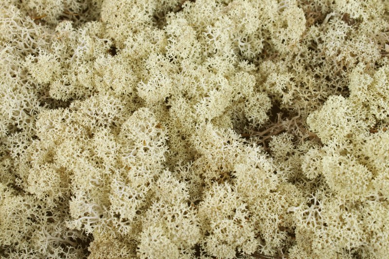 Florist Moss Natural 500grams