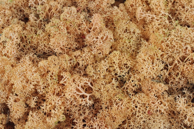 Picture of Florist Icelandic Moss Peach 500grams