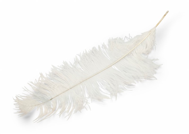 Ostrich Feathers x 5 White