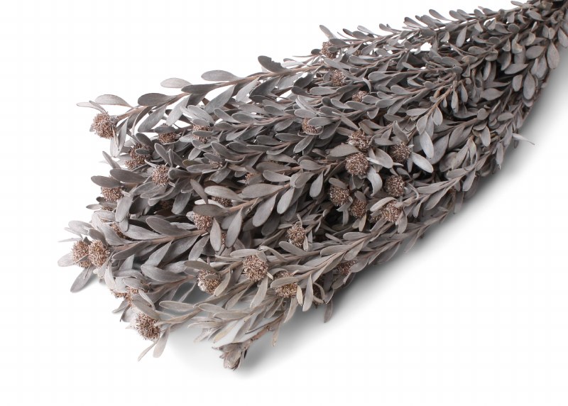Dried Pubescens Silver 40cm 75g