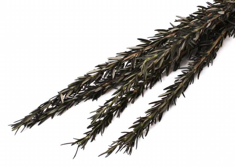 Dried Rosemary Foliage 40cm 75g