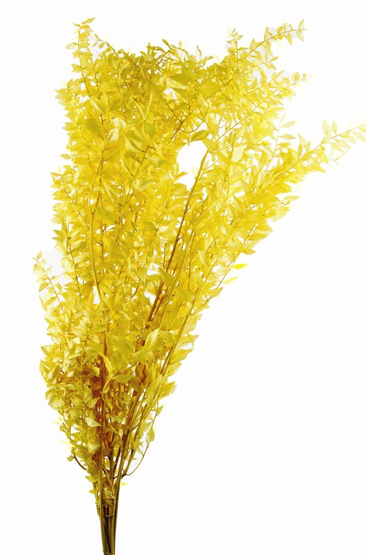 Dried Ruscus Mustard Yellow
